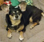 Molly Brown, Deer Head Chihuahua cropped.jpg